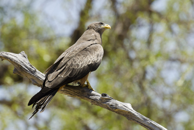 Обои картинки фото yellow-billed kite, животные, птицы - хищники, охотник, птица