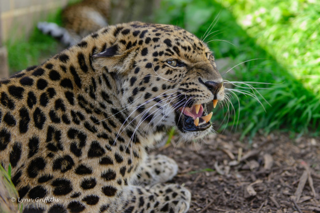 Обои картинки фото животные, леопарды, оскал, угроза, ярость, рык, пасть, клыки, злость, хищник