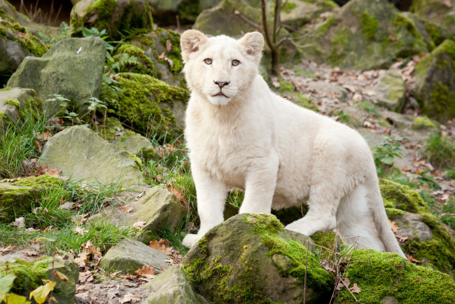 Обои картинки фото животные, львы, белый