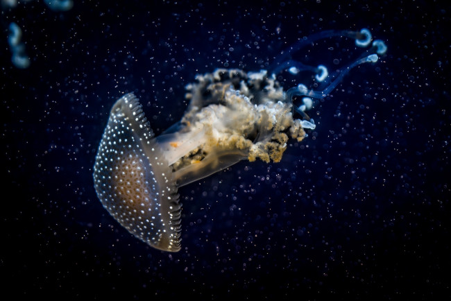 Обои картинки фото животные, медузы, вода, темный, медуза