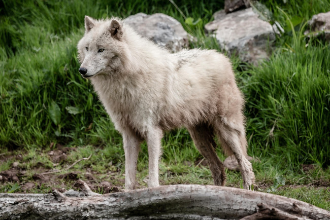Обои картинки фото животные, волки,  койоты,  шакалы, красавец, мех, хищник, белый