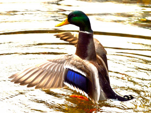 Картинка животные утки вода озеро взмах крылья утка