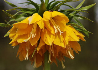 Картинка цветы рябчики жёлтые пчела