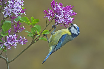 Картинка животные синицы +лазоревки весна сирень цветы птица ветка фон синица