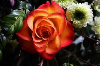 Картинка цветы разные+вместе макро роза хризантемы