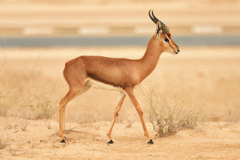 Картинка животные антилопы антилопа саванна