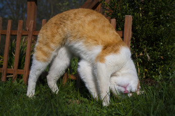 Картинка животные коты заборчик трава рыжий чухается кот