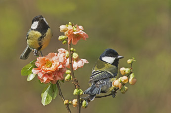 Картинка животные синицы +лазоревки цветы ветка фон птицы