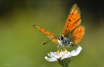 Картинка животные бабочки +мотыльки +моли бабочка макро фон