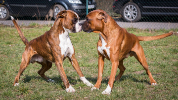 Картинка животные собаки спор