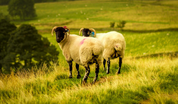 Картинка животные овцы +бараны луг