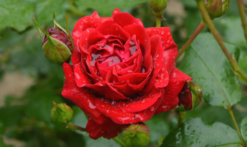 Картинка цветы розы капли роза красная бутоны
