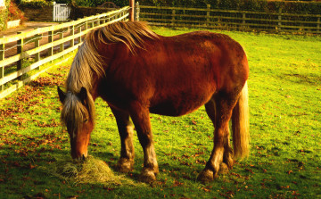 Картинка животные лошади трава луг лошадь