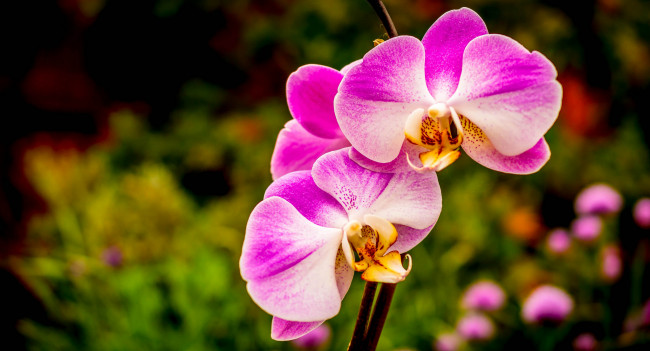 Обои картинки фото цветы, орхидеи, розовые, макро