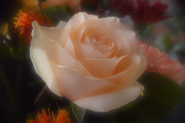 Обои картинки фото цветы, розы, нежность, размытость, роза