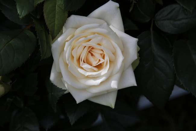 Обои картинки фото цветы, розы, роза, белая, листья