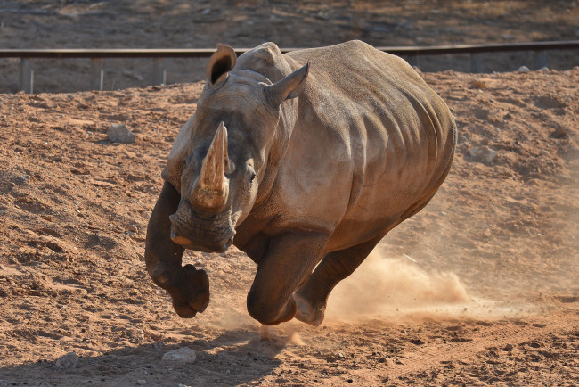 Обои картинки фото животные, носороги, атака