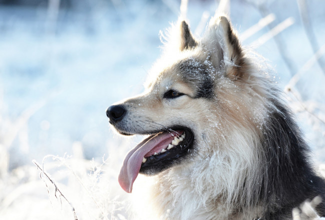 Обои картинки фото животные, собаки, собака, пёс, профиль, снег, снежинки