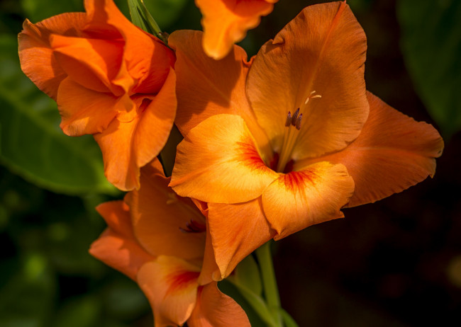 Обои картинки фото цветы, гладиолусы, оранжевый, гладиолус