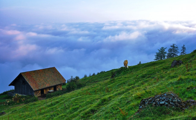 Обои картинки фото люцерн,  швейцария, природа, пейзажи, луга, корова, облака, гора, сарай