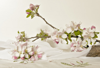 Картинка цветы цветущие+деревья+ +кустарники цветущие ветки apple blossom цветение