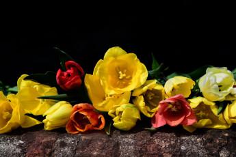 Картинка цветы тюльпаны весна природы букет красный флора