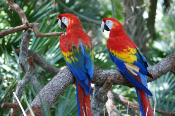 Картинка попугаи+ара животные попугаи ара птицы дерево