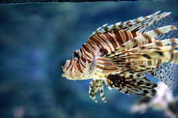 Картинка животные рыбы пестрая рыбка