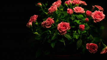 Картинка цветы розы букет бутоны капли