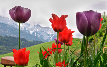 Картинка цветы тюльпаны горы весна