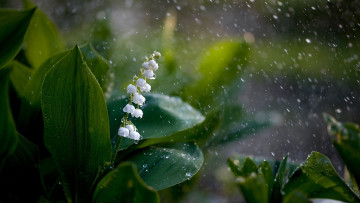 обоя цветы, ландыши, ландыш, листья, дождь, капли