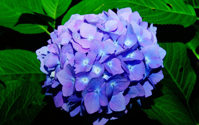 Обои картинки фото цветы, гортензия, синяя, соцветие