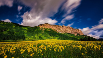 обоя crested butte mountain resort, colorado, природа, луга, crested, butte, mountain, resort