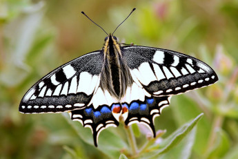 Картинка животные бабочки пестрый крылья