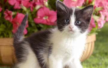 Картинка животные коты черно-белый пушистик петунии в горшке