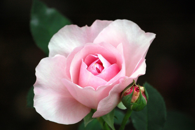 Обои картинки фото цветы, розы, бутон, нежность, розовый