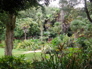 Картинка природа тропики тропический экзотика пальмы лес
