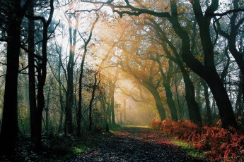 Картинка природа дороги парк аллея деревья трава рассвет лучи