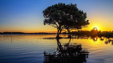 Картинка природа восходы закаты дерево вода вечер