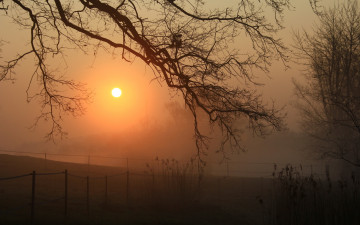 Картинка природа восходы закаты туман дерево