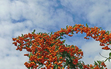 Картинка природа Ягоды гроздья ягоды
