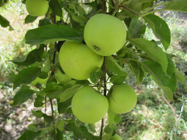 Обои картинки фото природа, плоды, листья, яблока, ветка