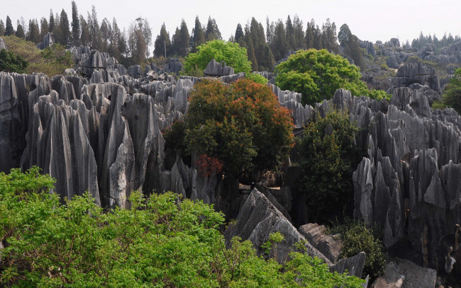 Обои картинки фото каменный, лес, провинции, юньнань, природа, горы, скалы, деревья, китай