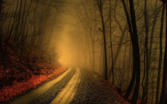 Обои картинки фото природа, дороги, дорога, туман, деревья