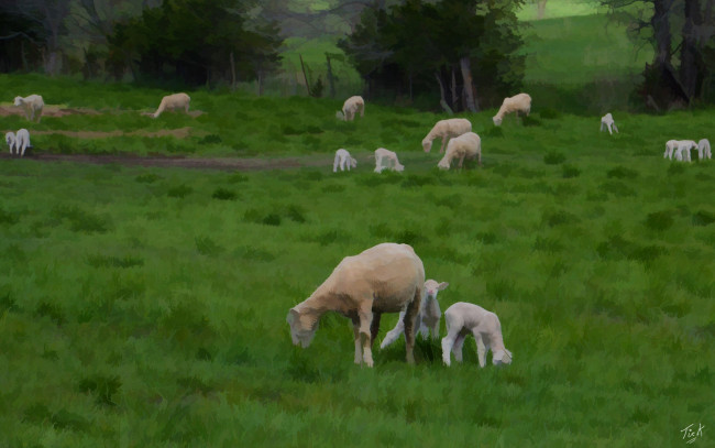 Обои картинки фото рисованные, животные, трава, овечки