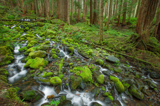 Обои картинки фото olympic, national, park, природа, лес, камни, ручей, деревья, мох