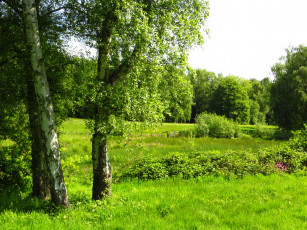 Картинка природа деревья лондон лес лужайка лето