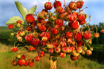 Картинка еда клубника земляника лесные ягоды