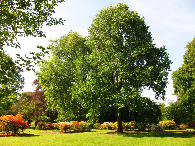 Обои картинки фото azalea, garden, richmond, england, природа, парк, клумбы, кусты