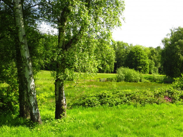 Обои картинки фото природа, деревья, лондон, лес, лужайка, лето